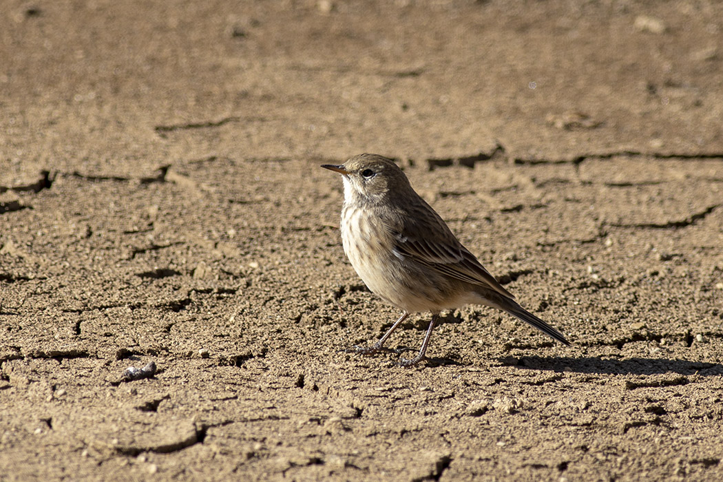 Water Pipit — Ana fotoğraf